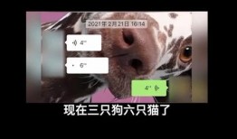 网友爆料流浪狗视频,街头流浪狗生存现状引关注